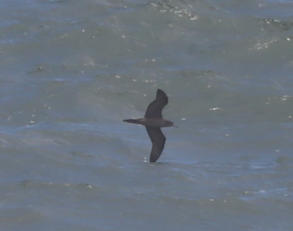 Procellariidae sp. (shearwater sp.) - ML408329431