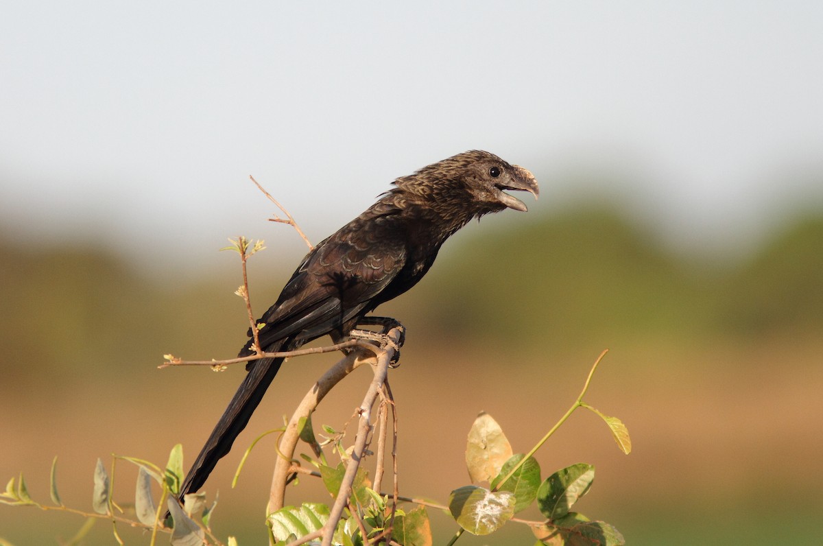 Smooth-billed Ani - ML408329661