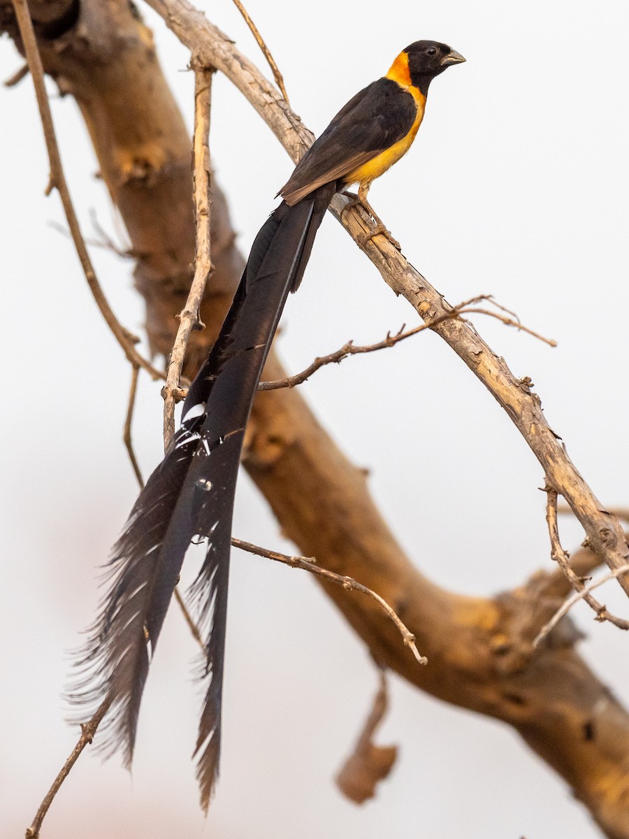 Togo Paradise-Whydah - ML408330711