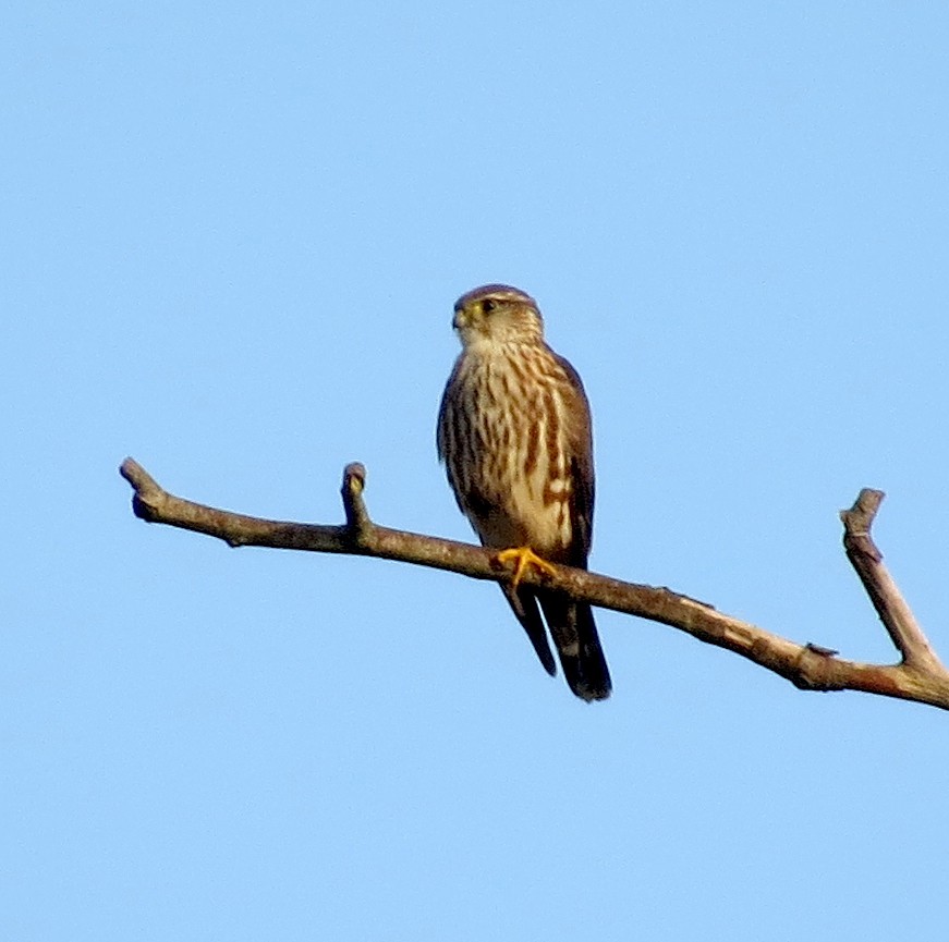 Merlin - ML408331931