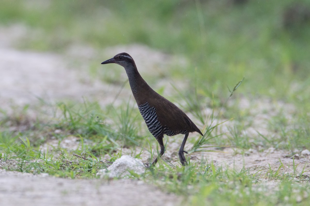 Guam Rail - Trenton Voytko