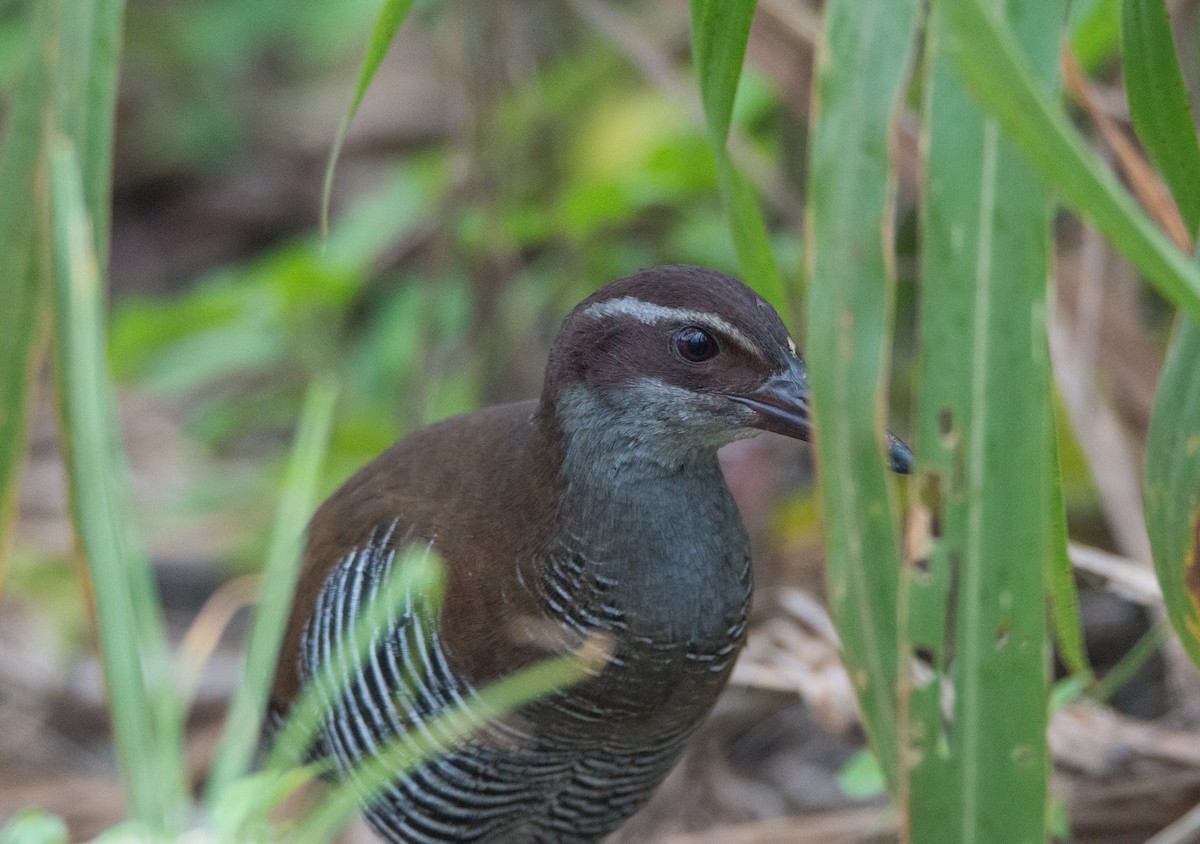 Guam Rail - ML408332291