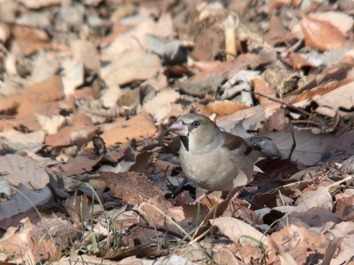 Hawfinch - ML408332371