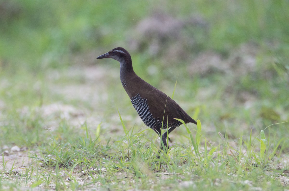 Guam Rail - ML408332521