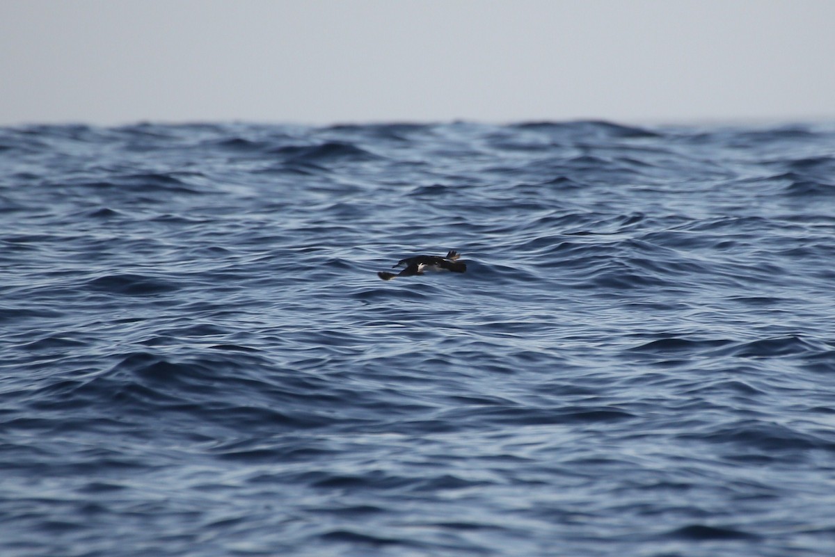 Manx Shearwater - ML40833311