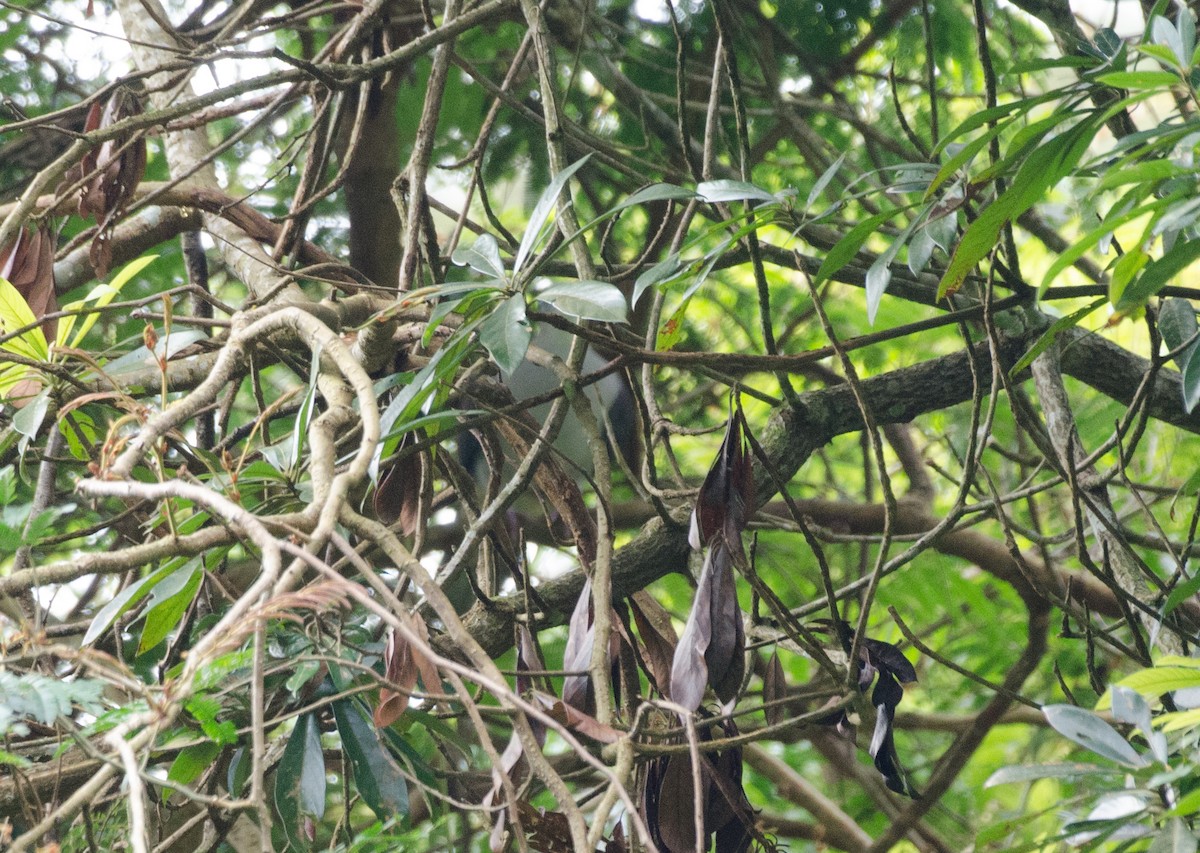 Mountain Imperial-Pigeon - ML408333291