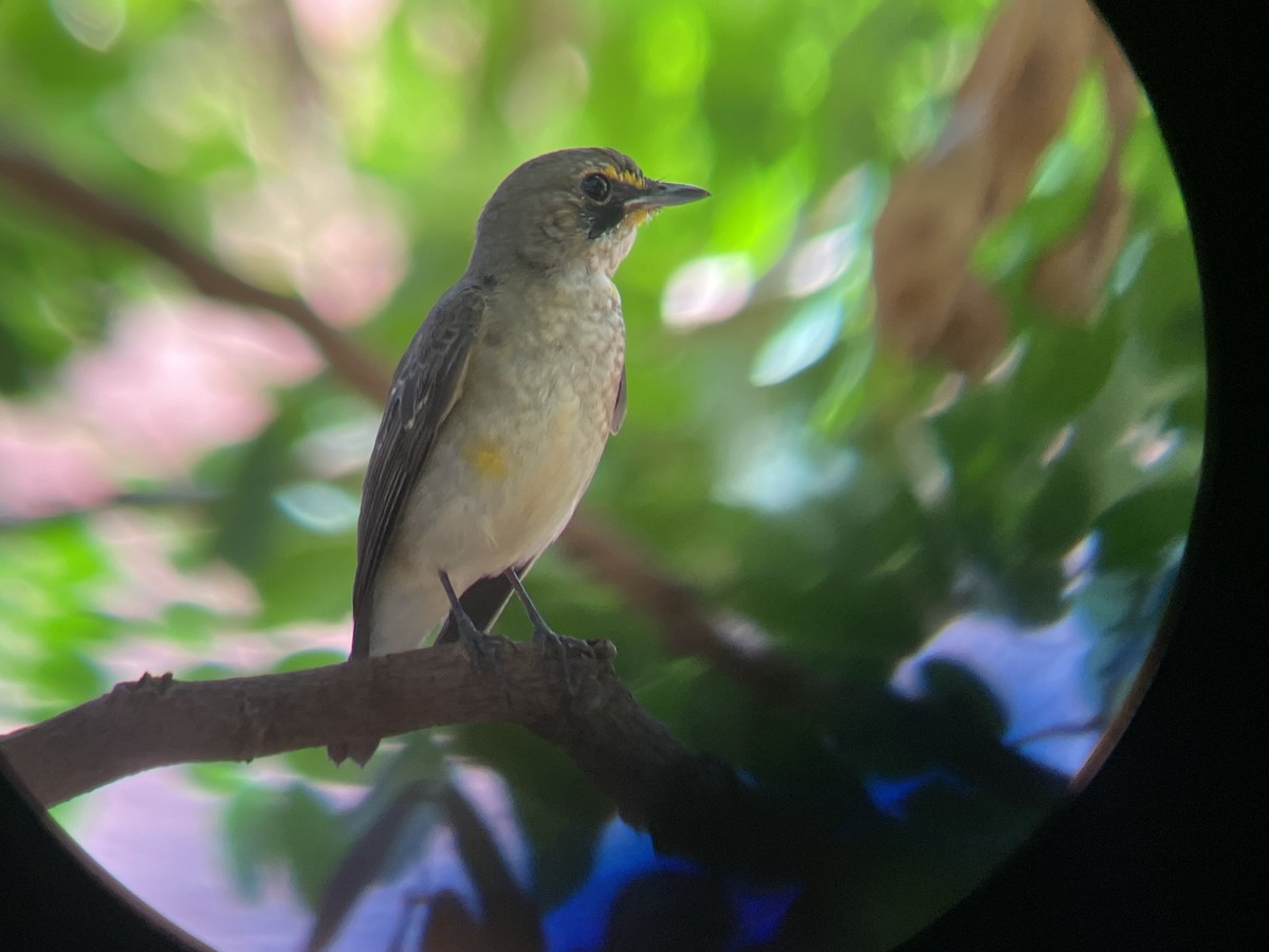 Narcissus Flycatcher - ML408333311