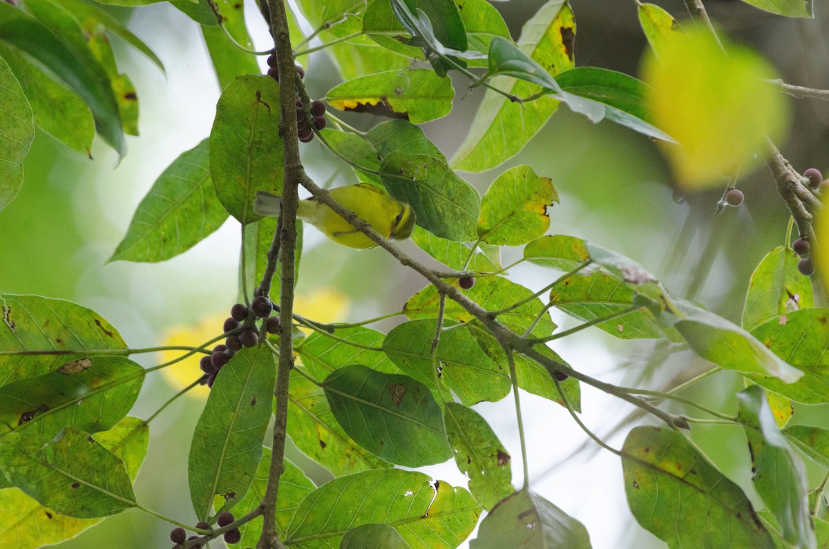 Hainan Leaf Warbler - ML408333581
