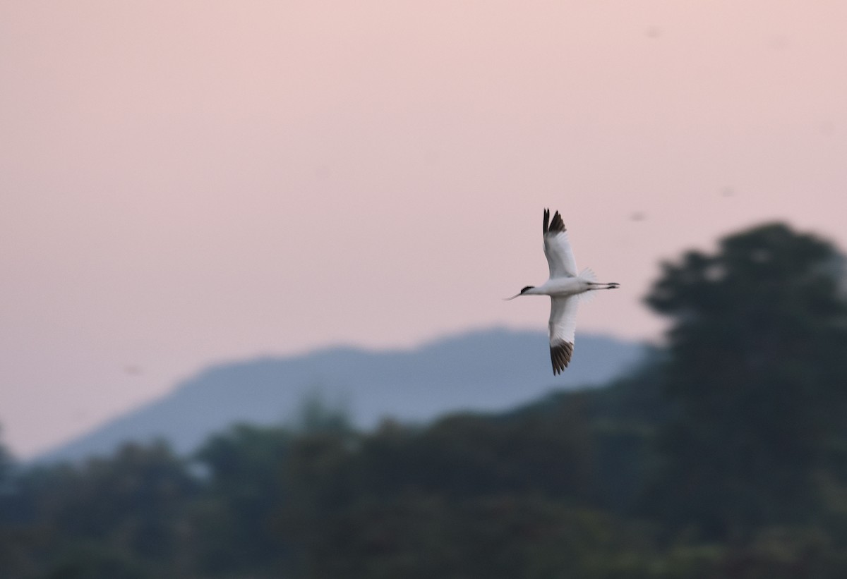 Pied Avocet - Potchara Jankajonchai