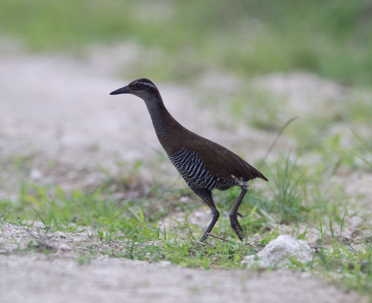 Guam Rail - ML408333901