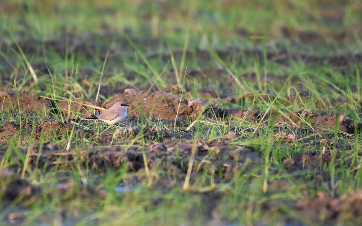 Small Pratincole - ML408334571