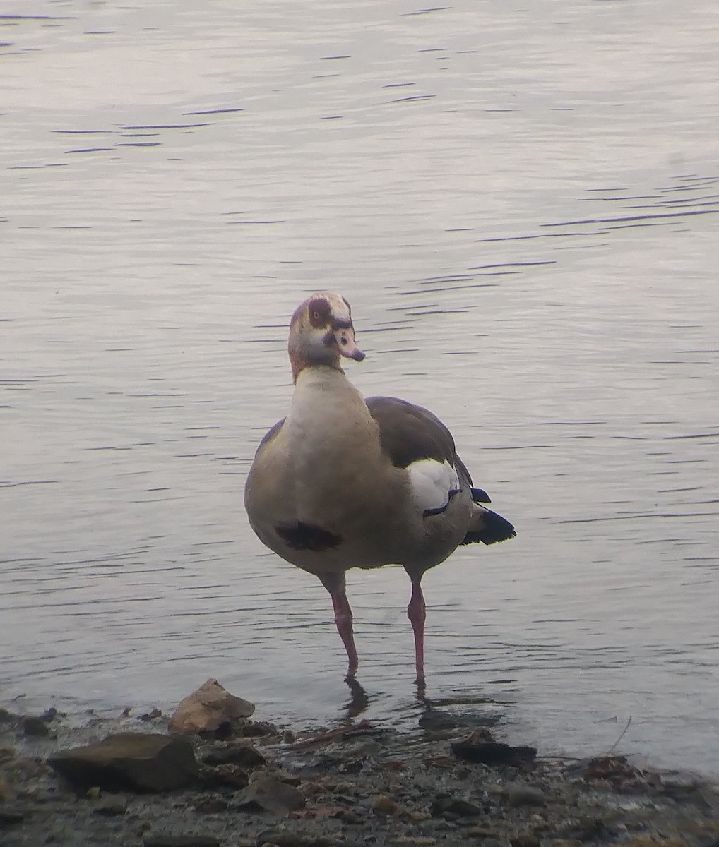 Egyptian Goose - ML408335131