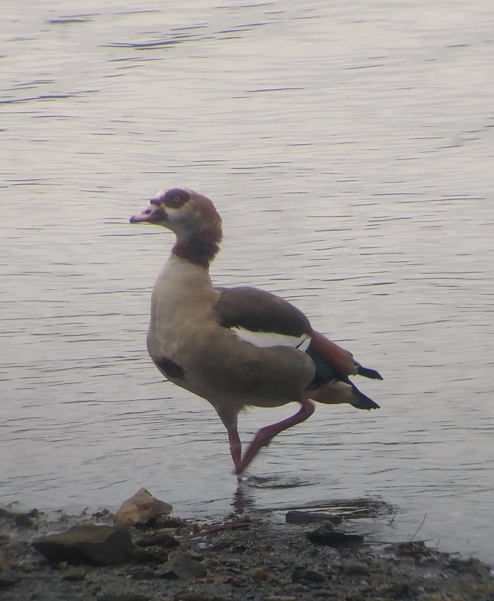 Egyptian Goose - ML408335141