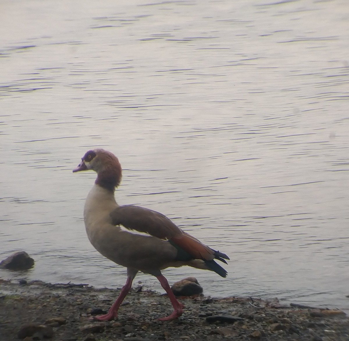 Egyptian Goose - ML408335151
