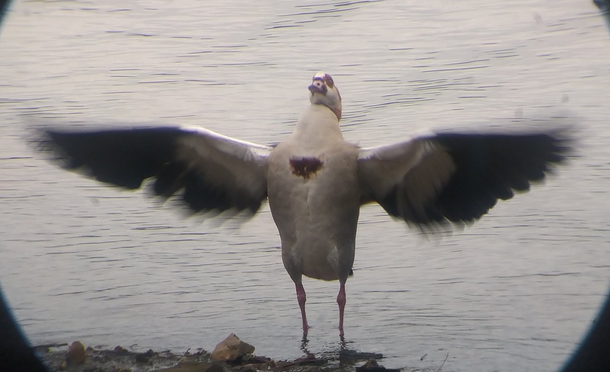 Egyptian Goose - ML408335161