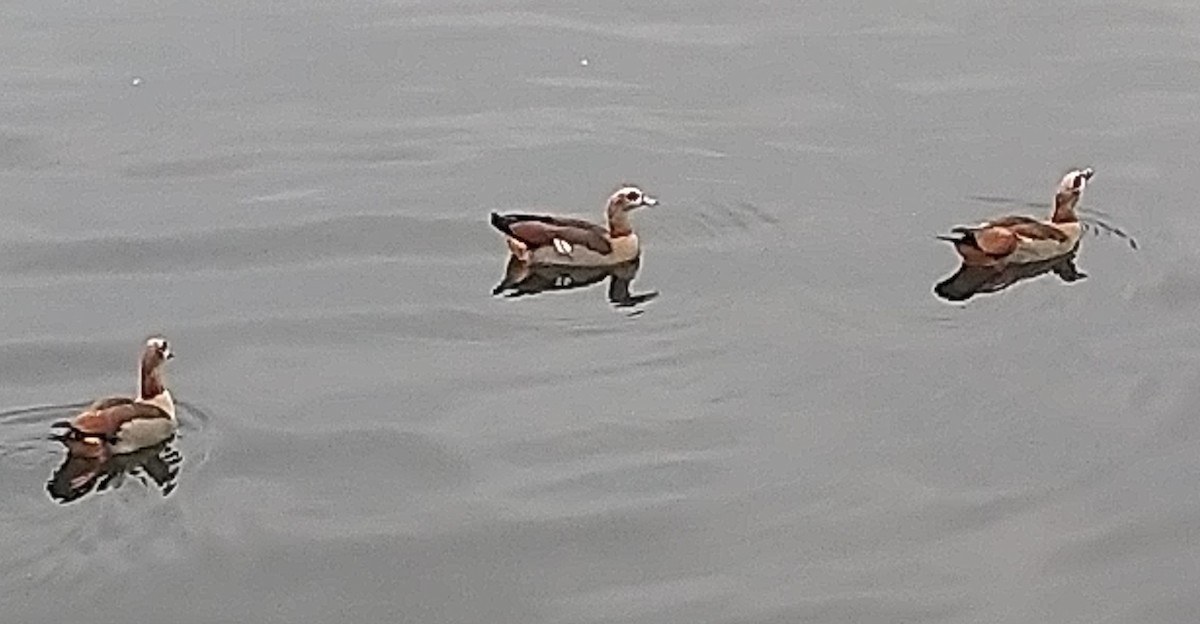 Egyptian Goose - ML408335351