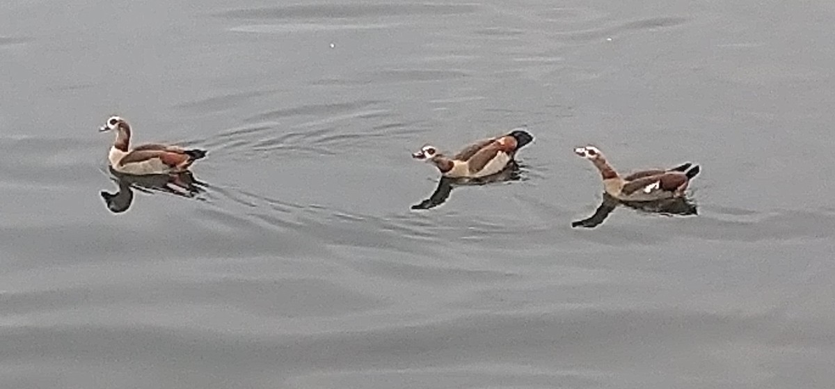 Egyptian Goose - ML408335361