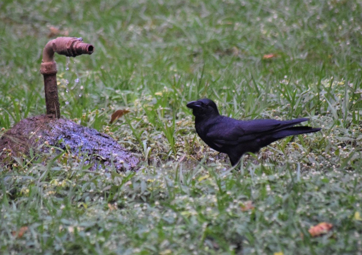 Large-billed Crow - Samarth Shadakshari