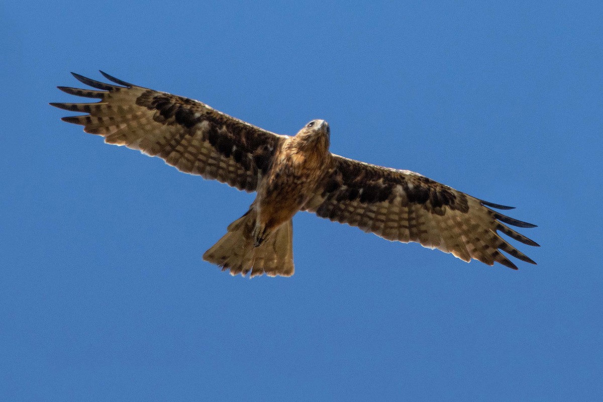 Águila Chica - ML408339081