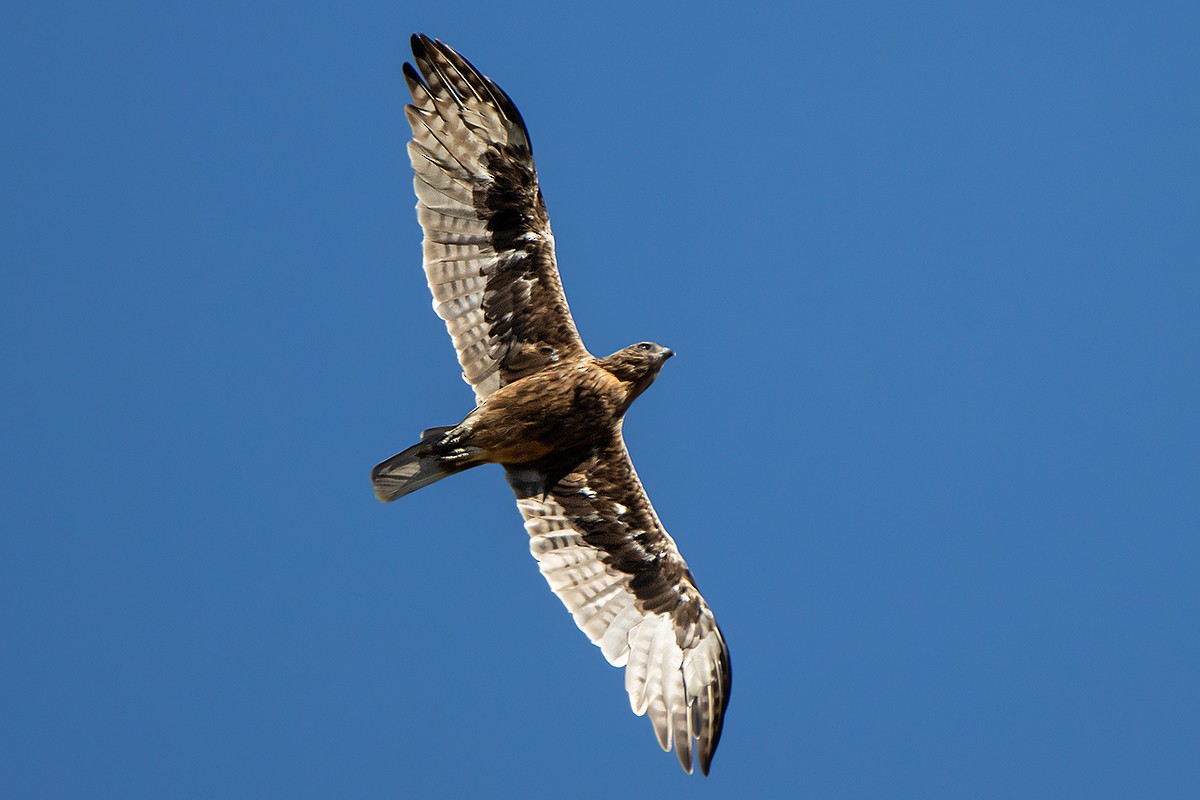 Águila Chica - ML408339171