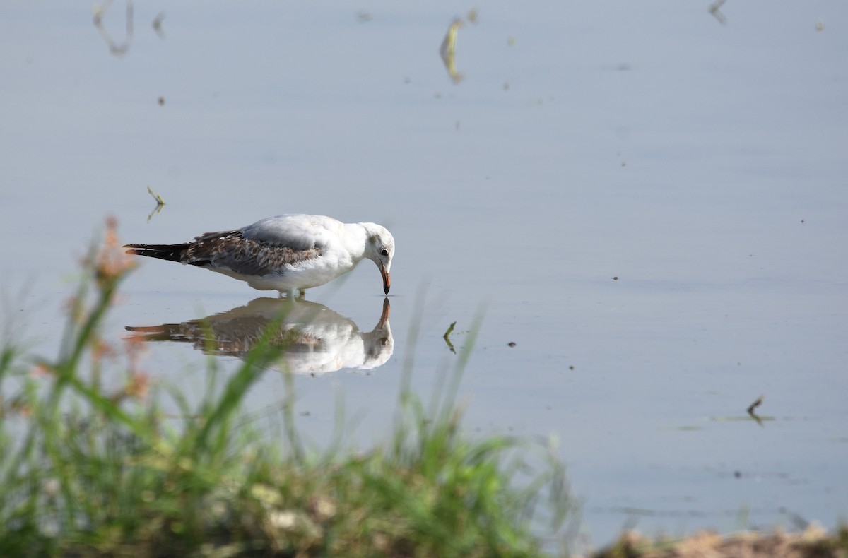 Brown-headed Gull - ML408339691