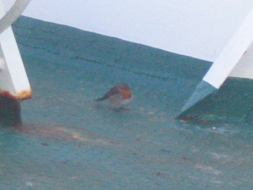 European Robin - ML408340651
