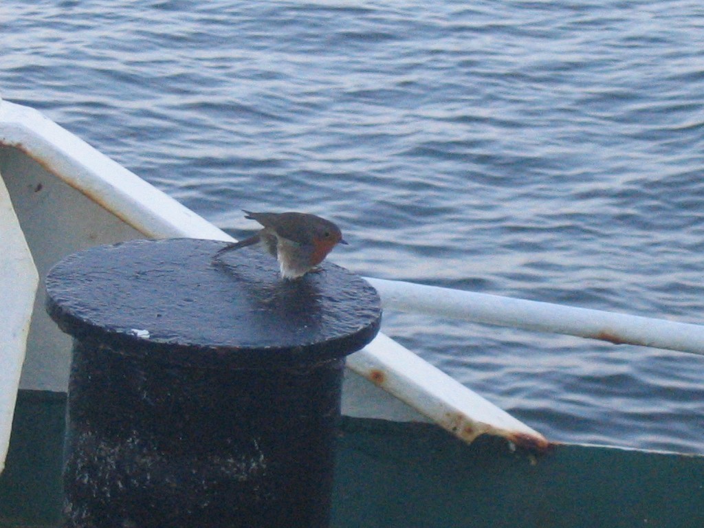 European Robin - ML408340671