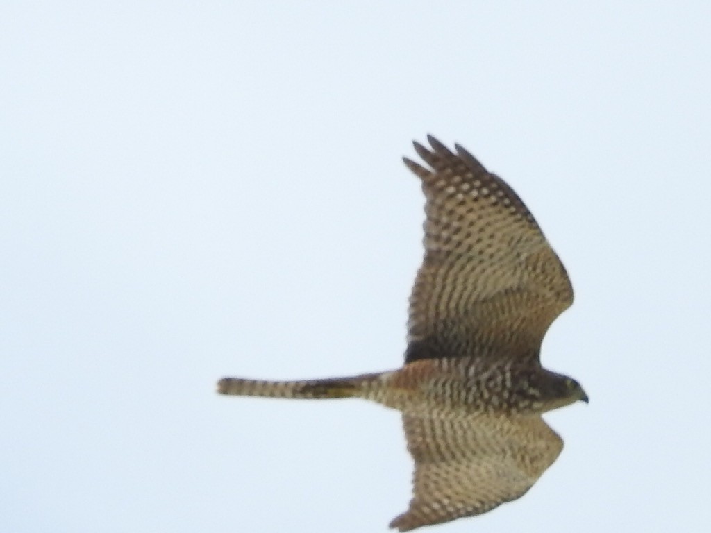 Collared Sparrowhawk - ML408340731