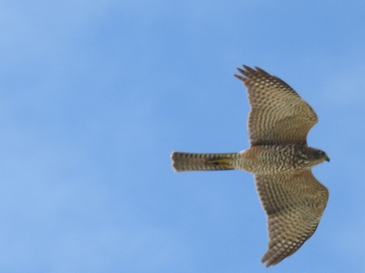 Collared Sparrowhawk - ML408340741