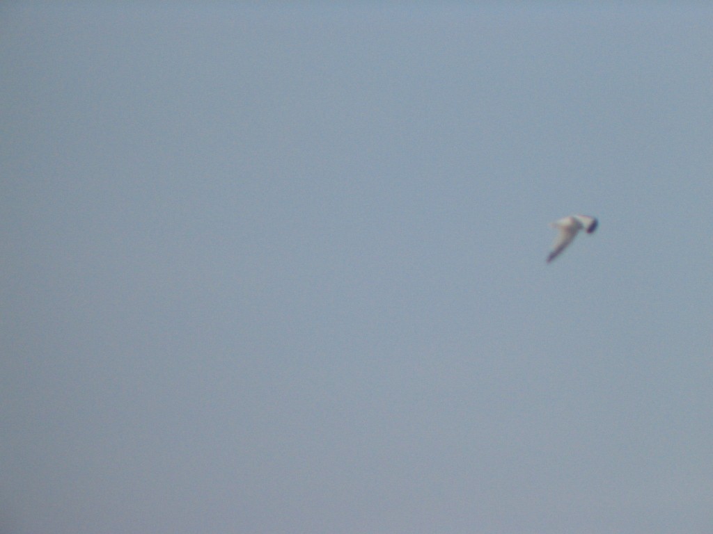 Black-legged Kittiwake - ML408340831