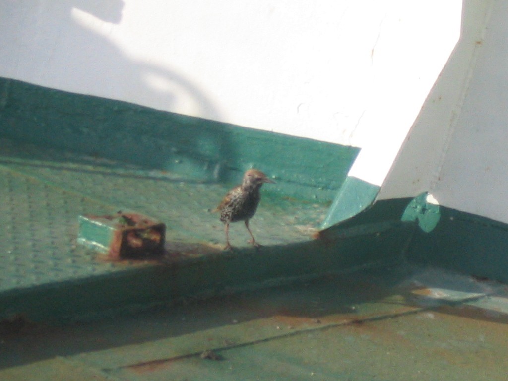 European Starling - ML408340861