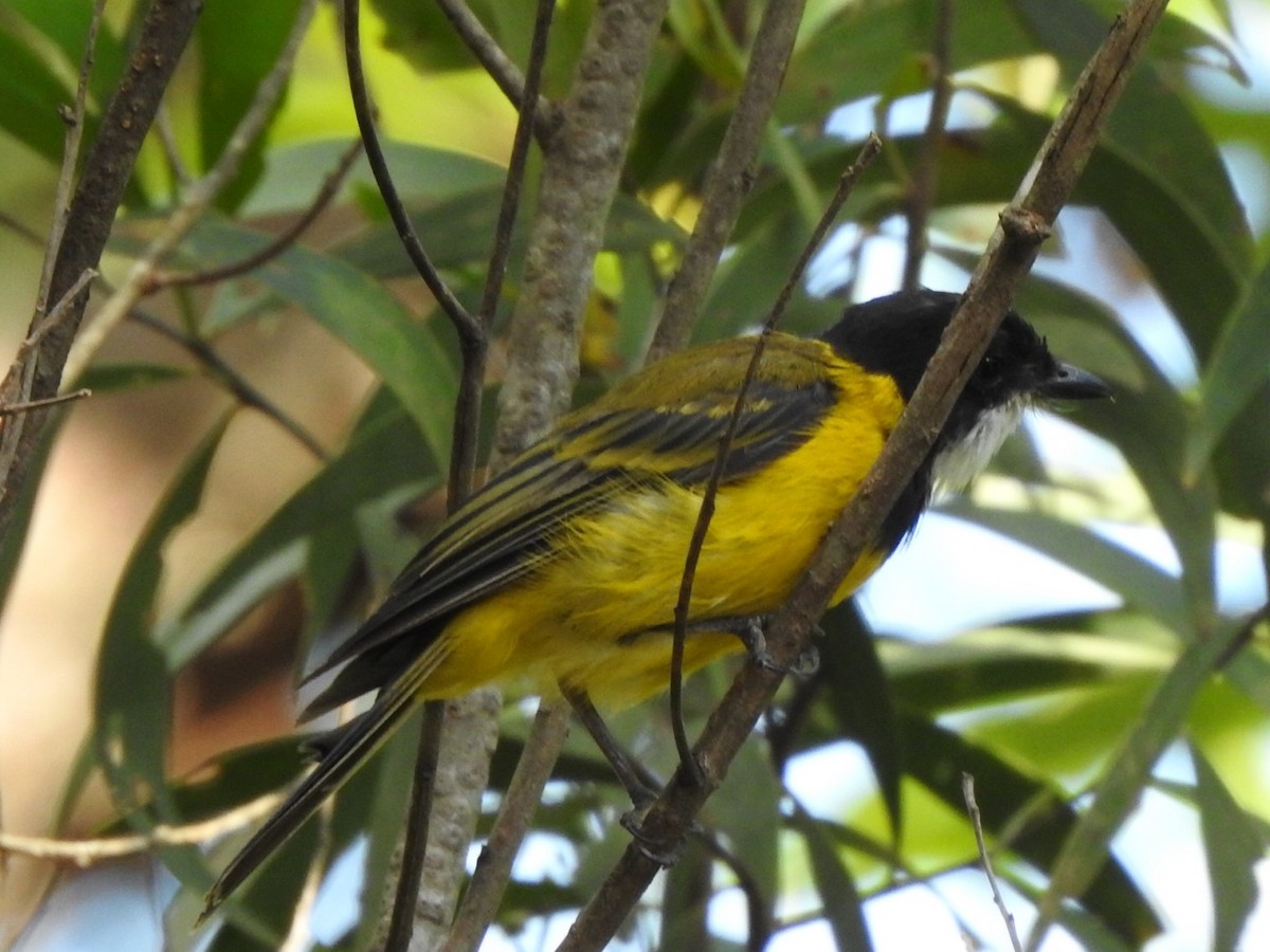 Golden Whistler - ML408341101