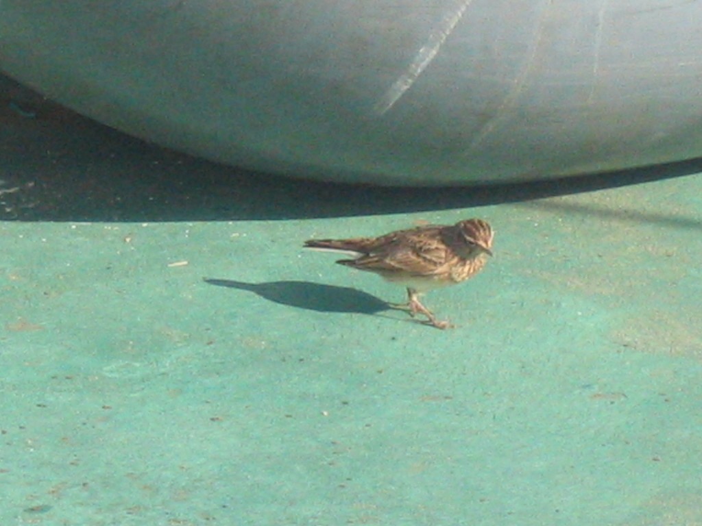 Eurasian Skylark - ML408341181