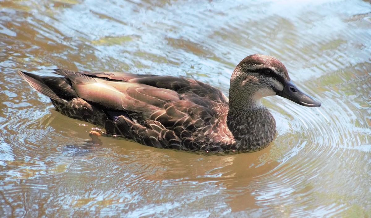 Mallard x Pacific Black Duck (hybrid) - ML40834211