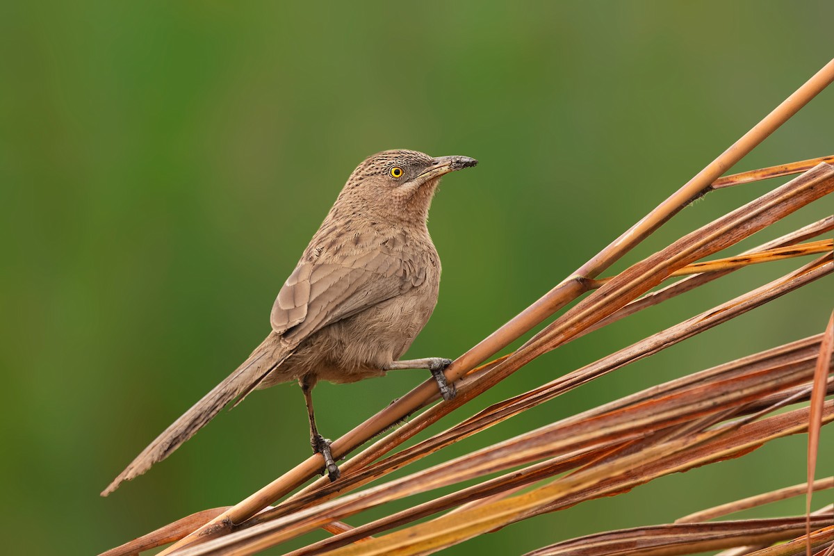 Striated Babbler - Rajkumar Das