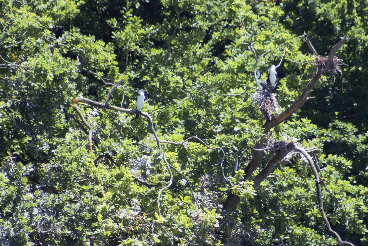 Pied Cormorant - ML40834421
