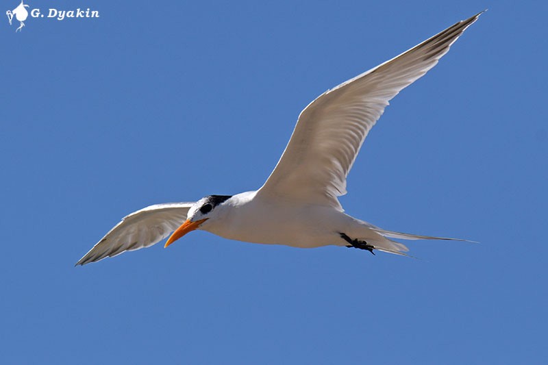 Great Crested Tern - Gennadiy Dyakin