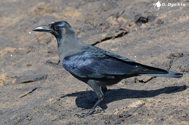 House Crow - Gennadiy Dyakin