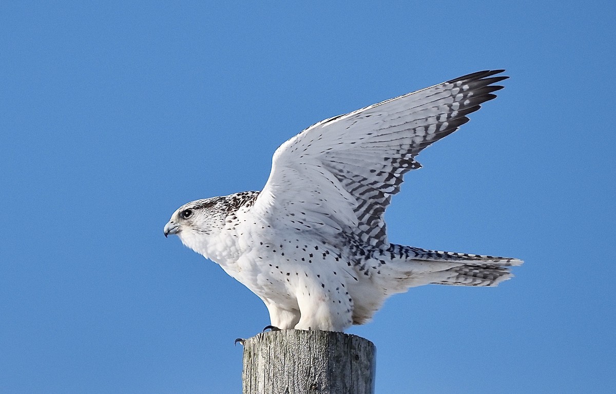 Gyrfalcon - ML408347221