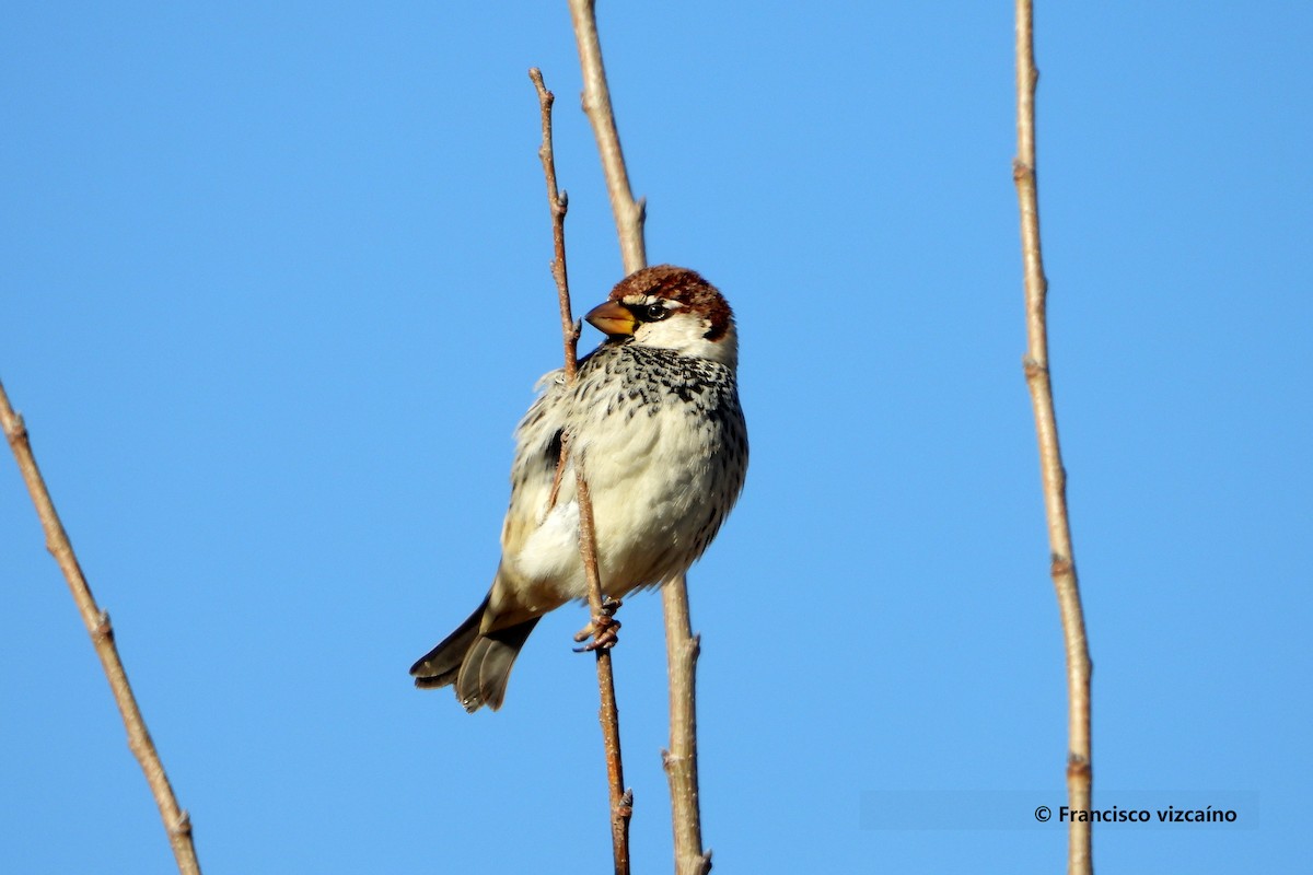 Moineau espagnol - ML408347351