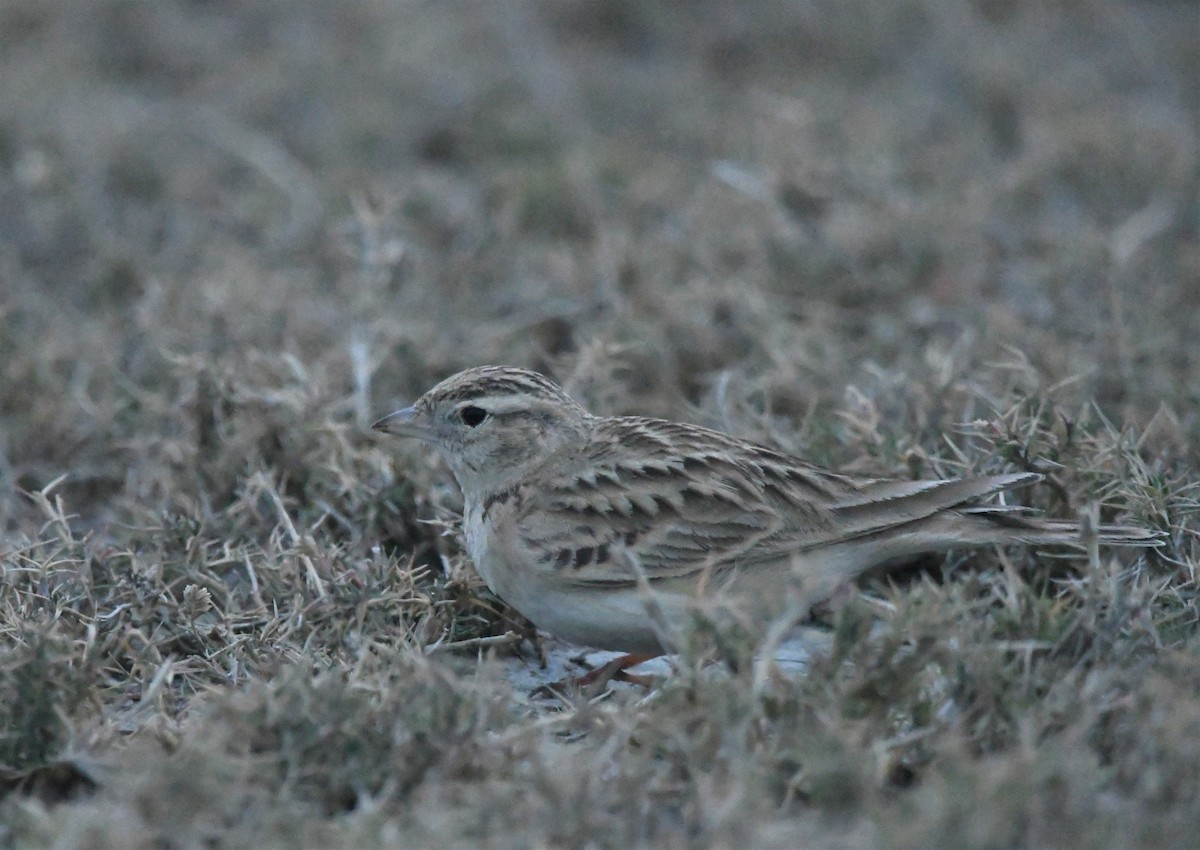 Greater Short-toed Lark - ML408348291