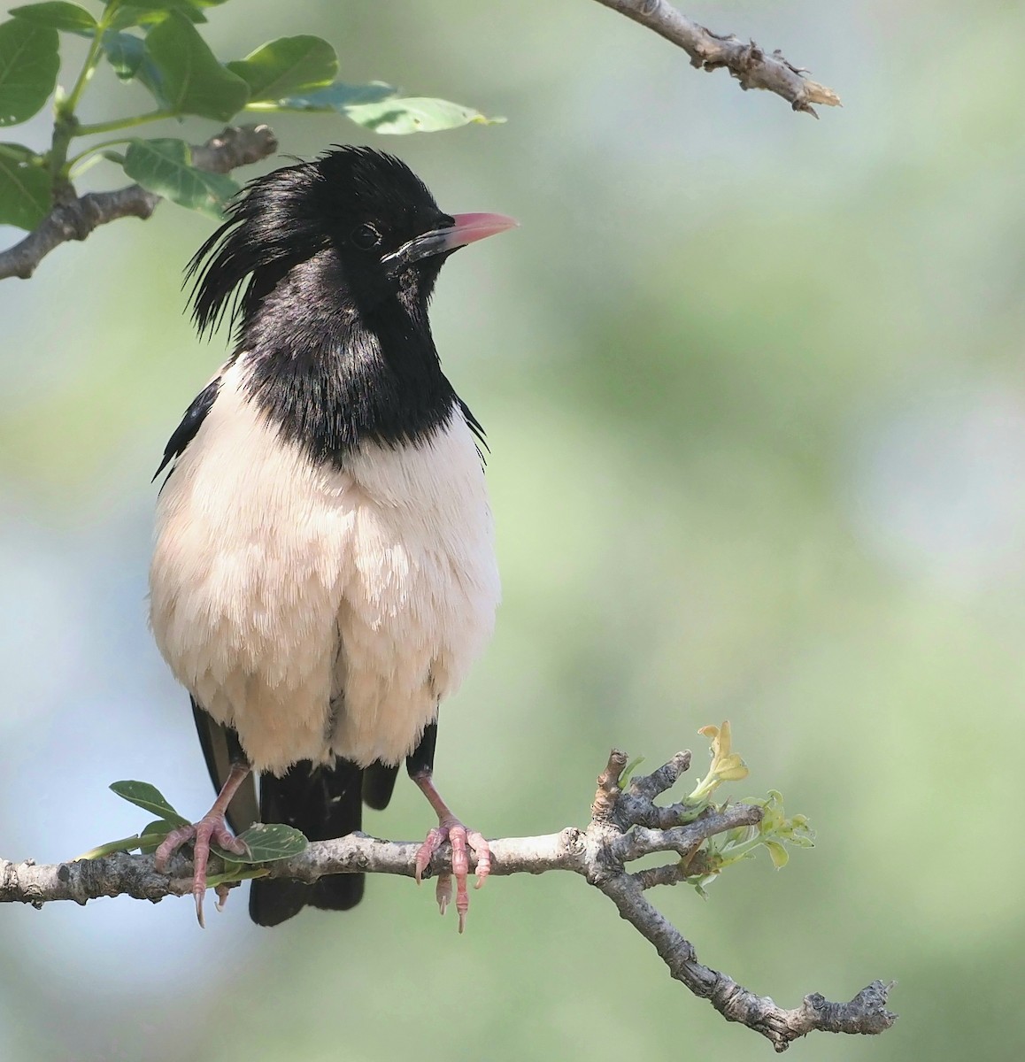 Rosy Starling - Asmus Schröter