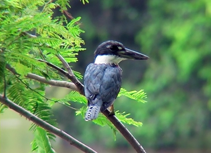 Ringed Kingfisher (Northern) - ML408349161