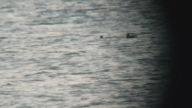 Macreuse brune - ML408353541