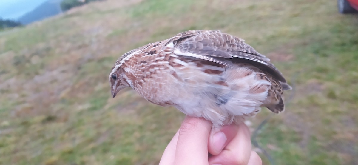 Common Quail - ML408354041