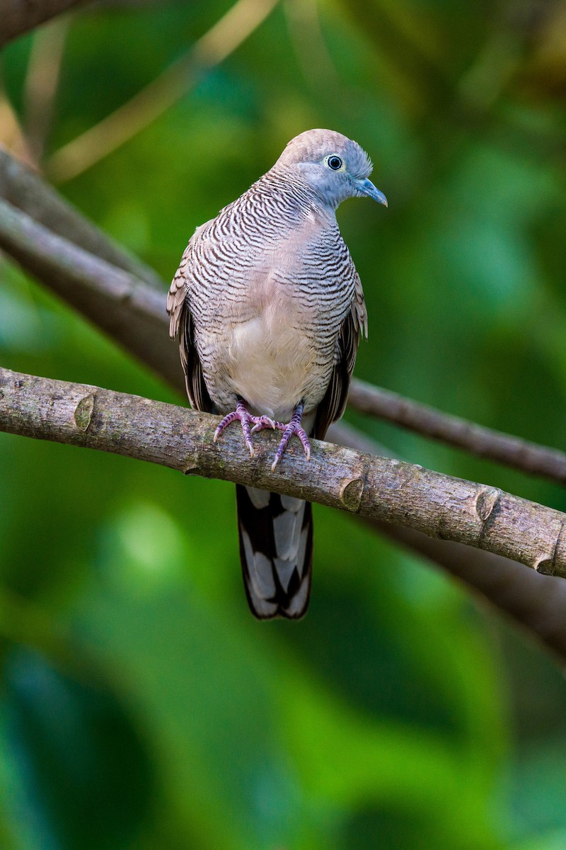 Zebra Dove - ML408355211