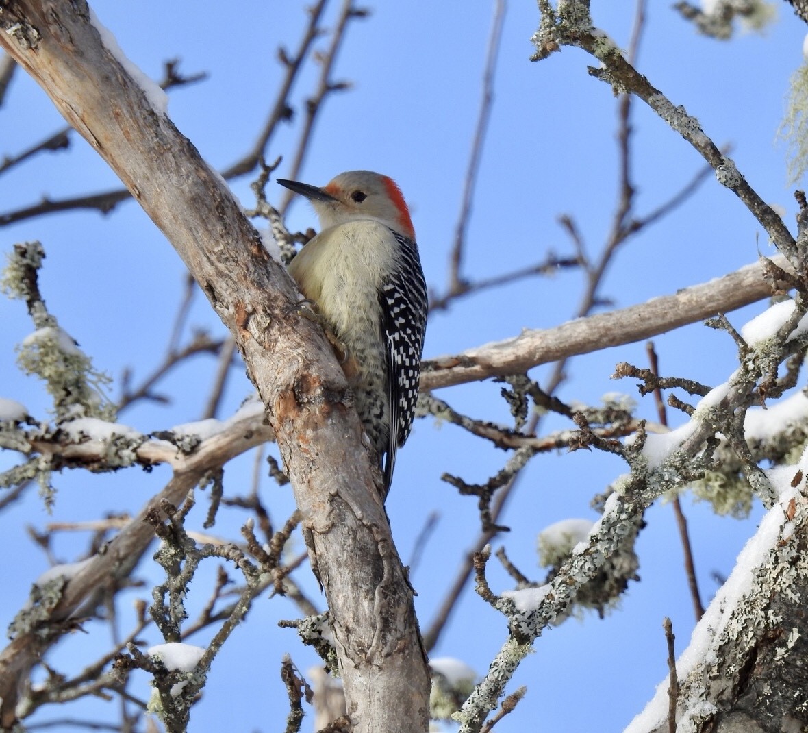 Red-bellied Woodpecker - ML408356621