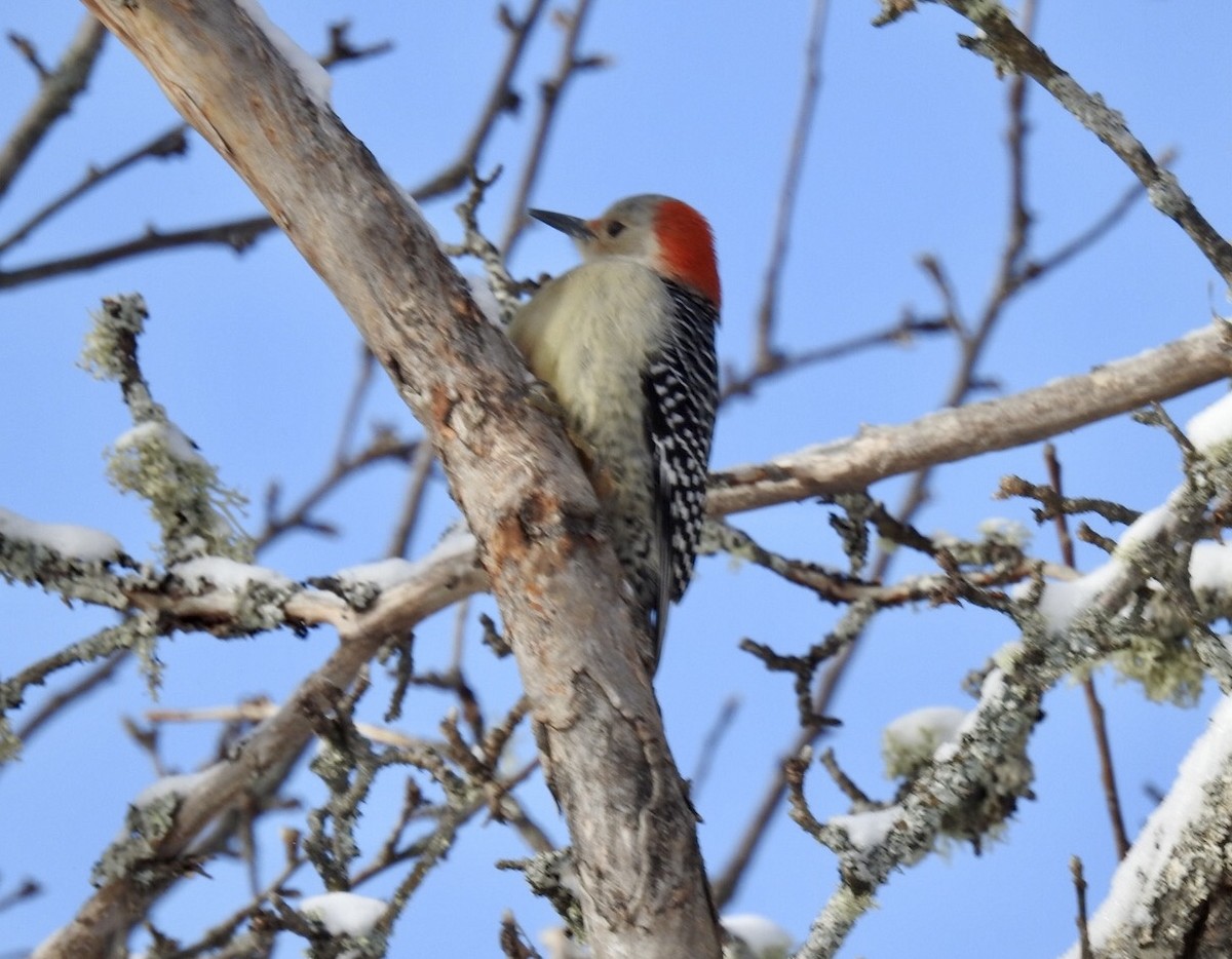 Red-bellied Woodpecker - Fred MacKenzie