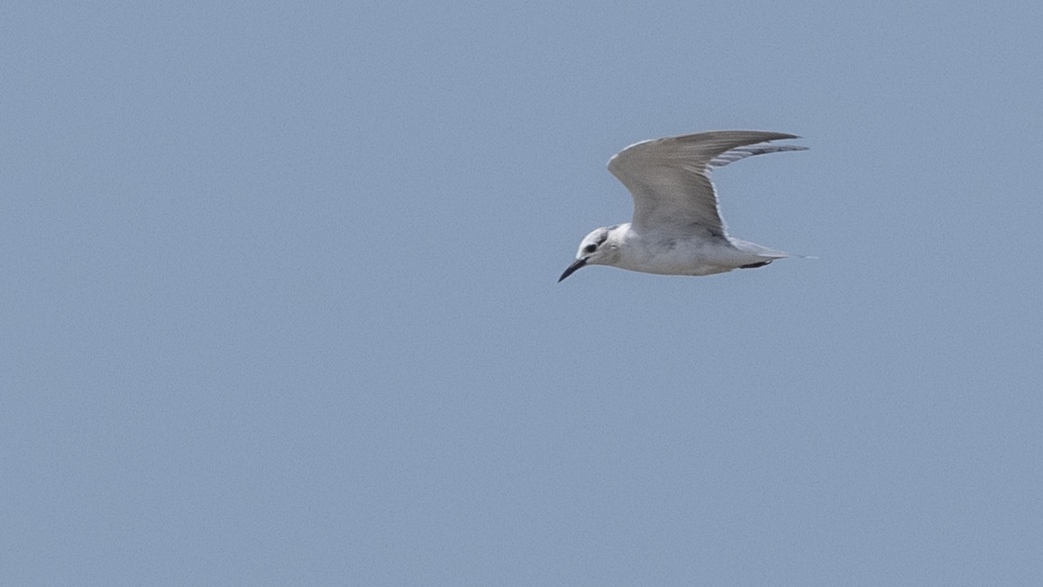 Whiskered Tern - Charmain Ang