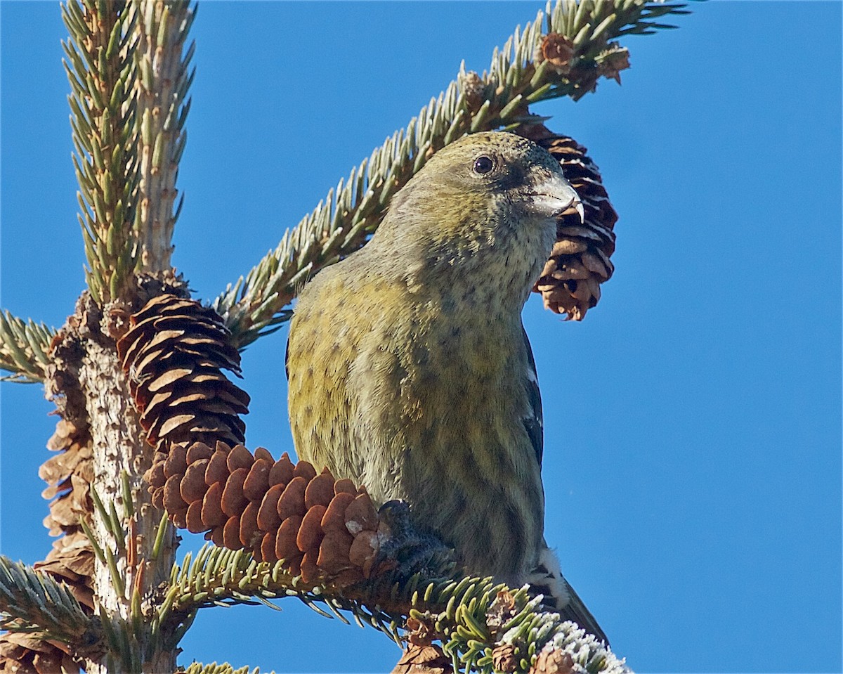 White-winged Crossbill - Jack & Holly Bartholmai